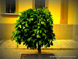 Декоративная шелковица