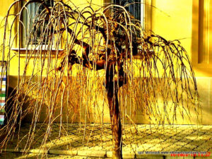 Декоративная шелковица