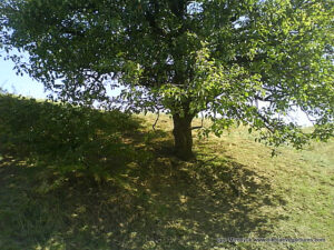 Дерево тени в Вандерленде, в Николаеве.