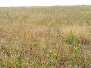 Флора в Wonderland. Рельеф в Николаеве.