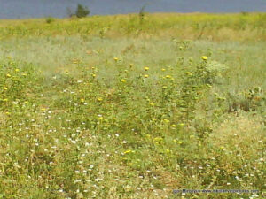 Флора в Wonderland. Рельеф в Николаеве.