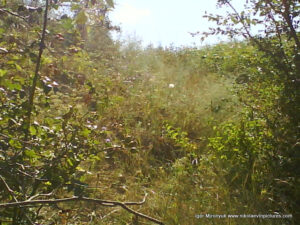 Флора в Wonderland. Рельеф в Николаеве.