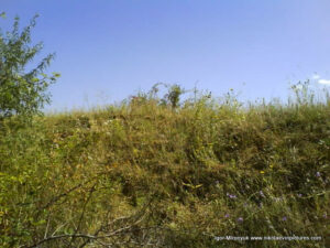 Флора в Wonderland. Рельеф в Николаеве.