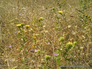 Флора в Wonderland. Рельеф в Николаеве.