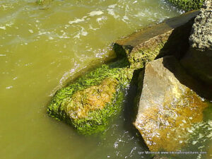 Камни на берегу Вандерленда в Николаеве.