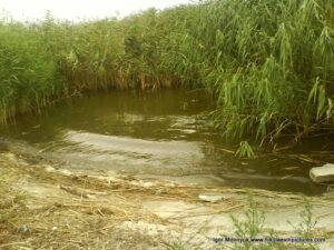 Вода и камыши