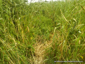 Тропинка в камышах