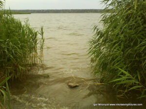 Вода и камыши