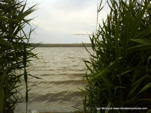 Вода и камыши