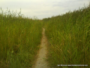 Тропинка в камышах