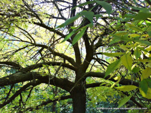 Осень в Николаеве