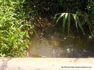 Парк Богоявленский в Октябрьском, в Николаеве.