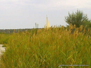 Парусная лодка м камыши