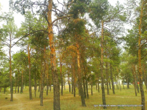 Песочный парк (парк Лески) в Николаеве.