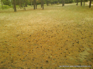 Песочный парк (парк Лески) в Николаеве.