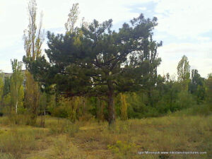 Песочный парк (парк Лески) в Николаеве.