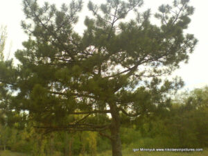 Песочный парк (парк Лески) в Николаеве.