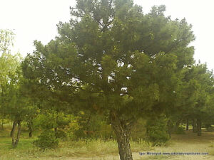 Песочный парк (парк Лески) в Николаеве.