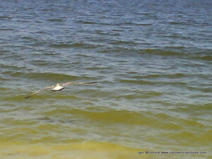 Полёт птицы над водой