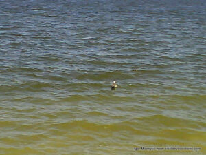 Птица на воде