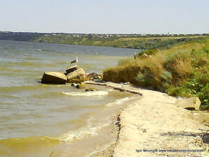 Птица на камне