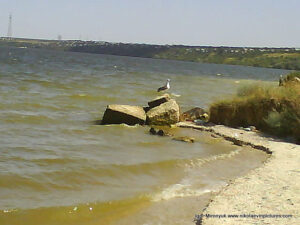 Птица на камне