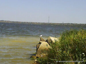 Птица на камне