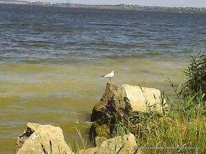 Птица на камне