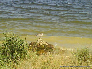 Птица на камне