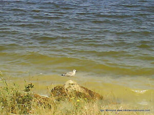 Птица на камне