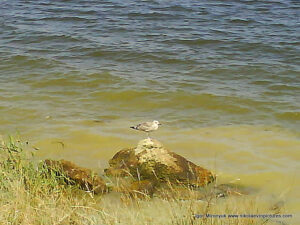 Птица на камне