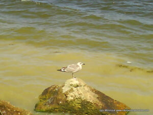 Птица на камне