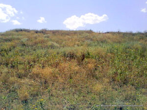 Wonderland. Рельеф в Николаеве.