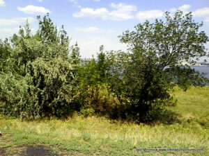 Пустырь Wonderland. Рельеф в Николаеве.