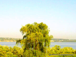 Зелёная ива на берегу Октябрьского.