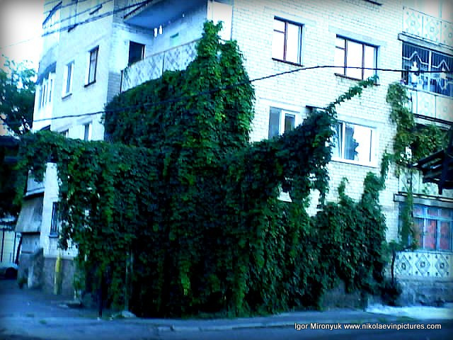 Обросшее зеленью здание и провода в Николаеве.