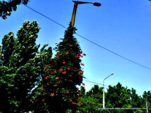 Растения, растущие вокруг столба в Николаеве.