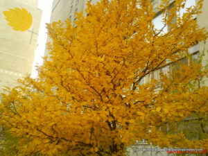 Осень в Николаеве