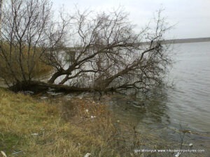 Дерево в воде