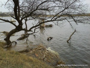 Дерево в воде