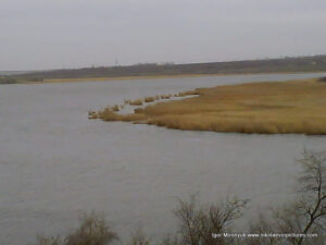 Фото камышей Ракетного Урочища и реки Ингул в Николаеве.
