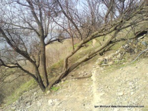 Дерево на Скале 6