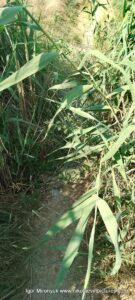 Безопасная тропа как дойти от родника до водопада в Большой Коренихе.