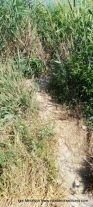 Безопасная тропа как дойти от родника до водопада в Большой Коренихе.