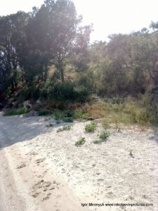 Берег от пляжа "Первый" до водопада в Большой Коренихе.