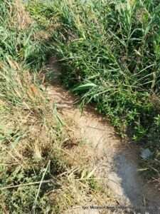 Берег от пляжа "Первый" до водопада в Большой Коренихе.